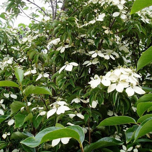 常緑ヤマボウシ ホンコンエンシス 月光 株立ち 樹高1.8〜2.0m前後(根鉢