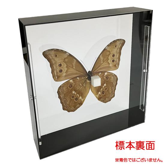 昆虫標本 蝶の標本 ディディウスモルフォ アクリルフレーム 白