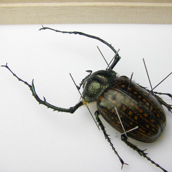 昆虫標本 テナガコガネ 桐箱 : ソプラノYahoo!店 - 通販 - Yahoo