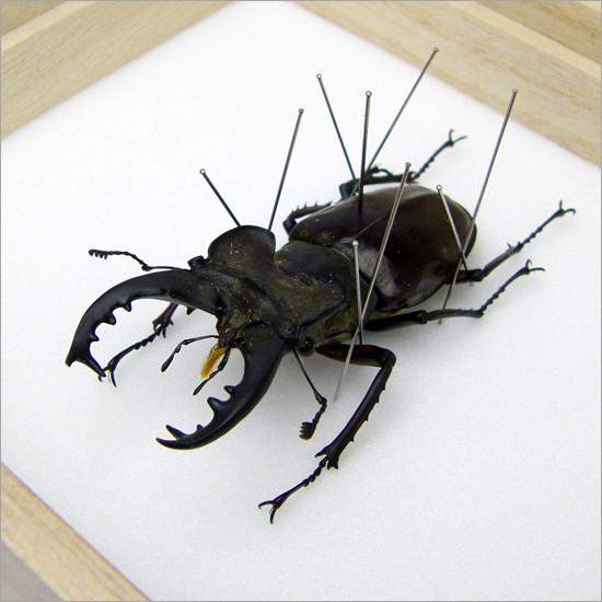 昆虫標本 ミヤマクワガタ 桐箱 : ソプラノYahoo!店 - 通販 - Yahoo