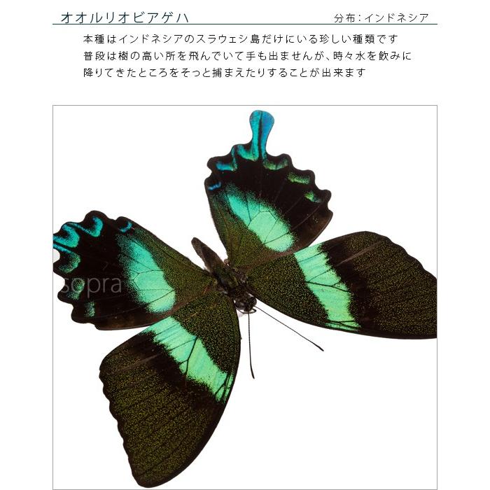 昆虫標本 蝶の標本 オオルリオビアゲハ メタリック調ライトフレーム