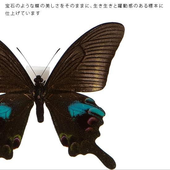 昆虫標本 蝶の標本 オオクジャクアゲハ メタリック調ライトフレーム