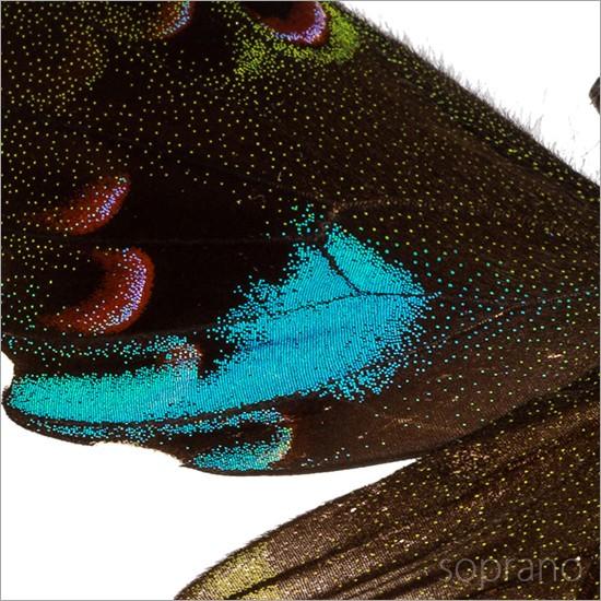 昆虫標本 蝶の標本 オオクジャクアゲハ メタリック調ライトフレーム