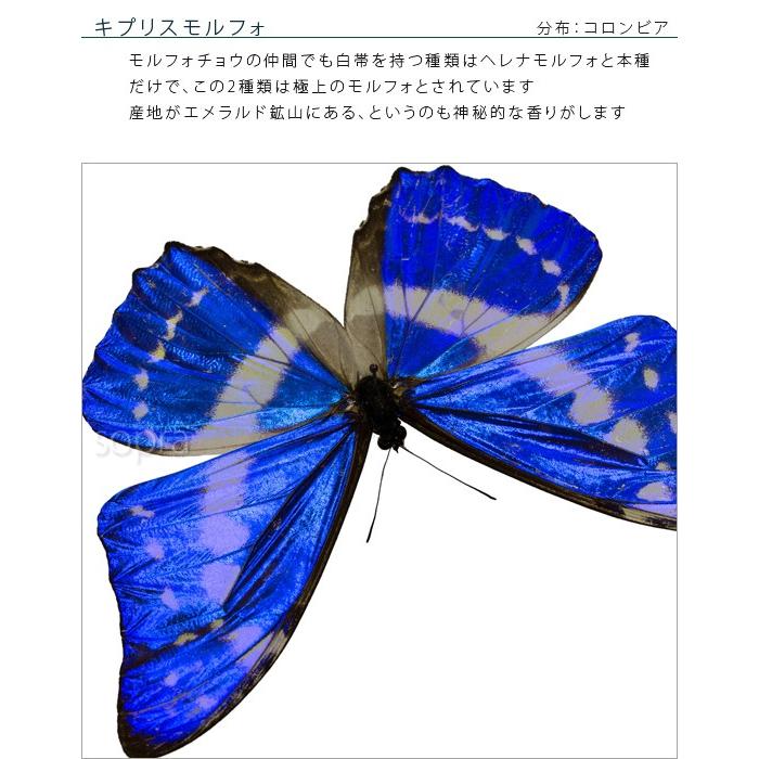 昆虫標本 蝶の標本 キプリスモルフォ メタリック調ライトフレーム