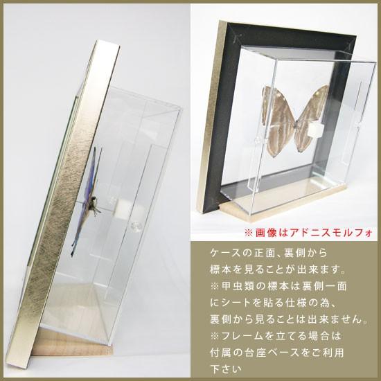 昆虫標本 蝶の標本 オオアカエリトリバネアゲハ メタリック調ライト