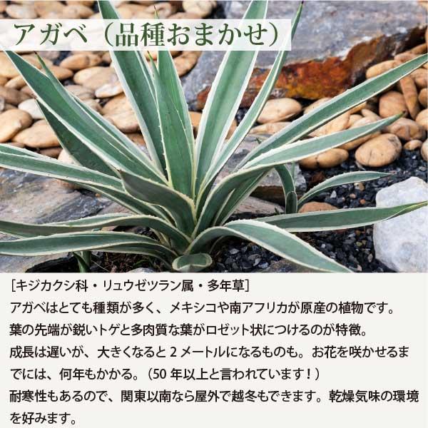 3月中旬以降発送** ロックガーデンセット これを植えるだけでお洒落