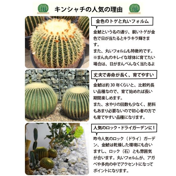 農場直送］キンシャチ 金シャチ 金鯱 サボテン 8号鉢2個セット 樹齢約