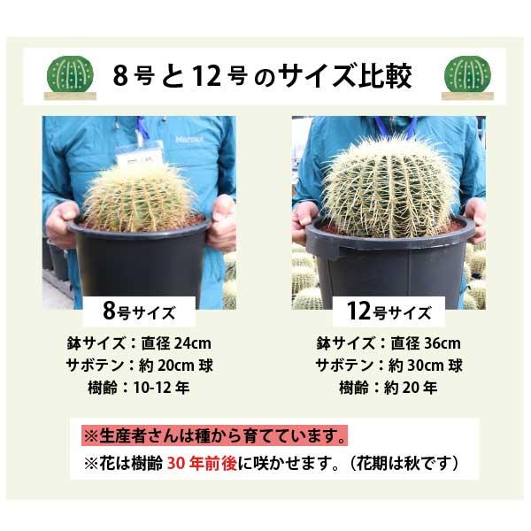 農場直送］キンシャチ 金シャチ 金鯱 サボテン 8号鉢2個セット 樹齢約