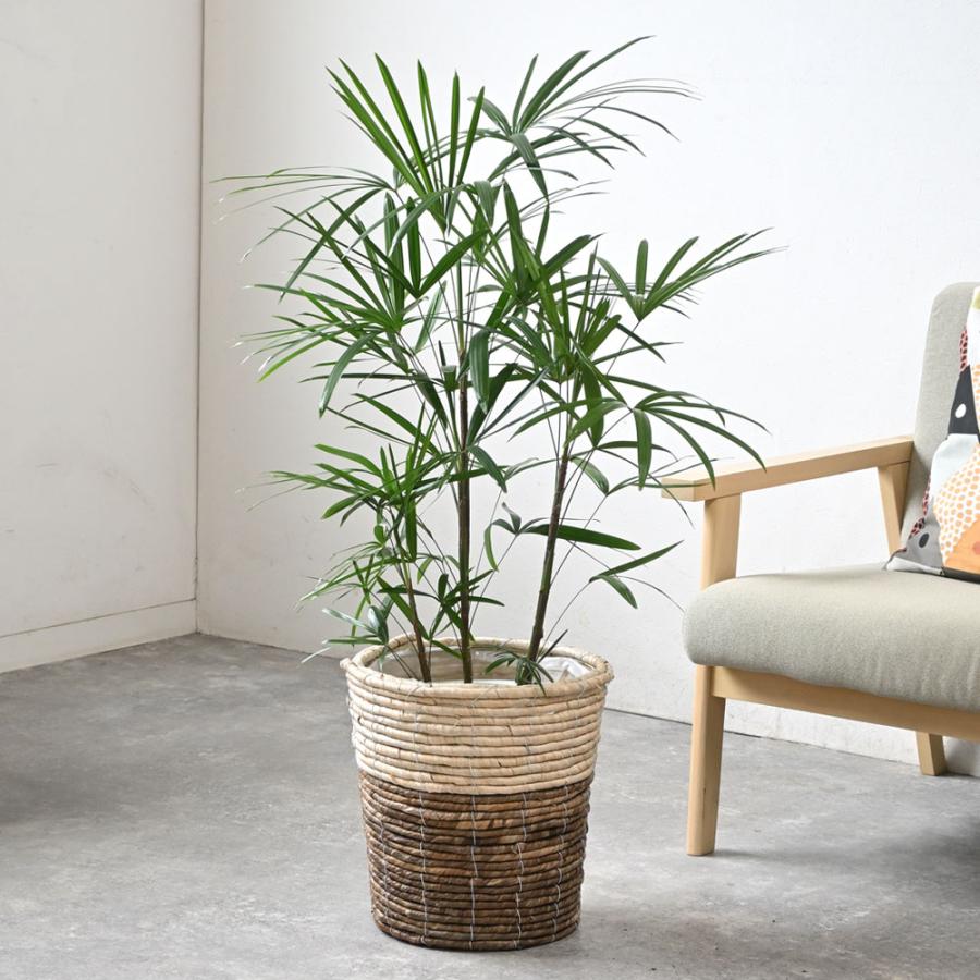 観葉植物 本物 棕櫚竹 シュロチク 8号鉢 鉢カバー 付き セット 大型