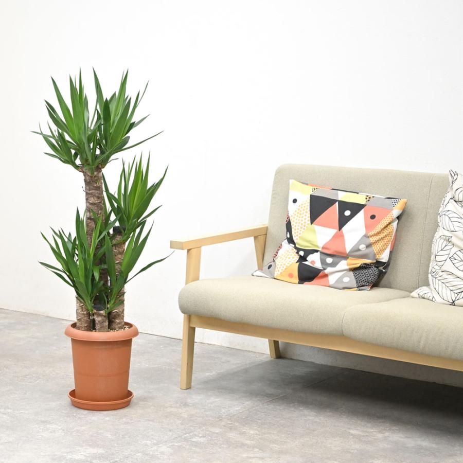 観葉植物 本物 ユッカ・エレファンティペス 8号鉢 寒さに強い 青年の木