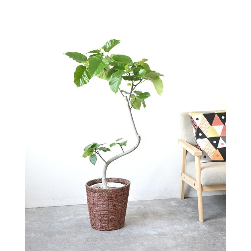 観葉植物 本物 フィカス ウンベラータ 曲がり樹形 8号鉢 大型 室内用