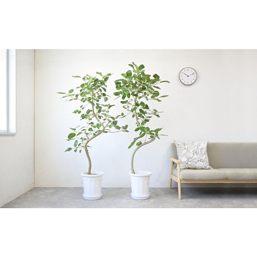 観葉植物 本物 フィカス・ベンガレンシス 10号鉢 ベンガルボダイジュ