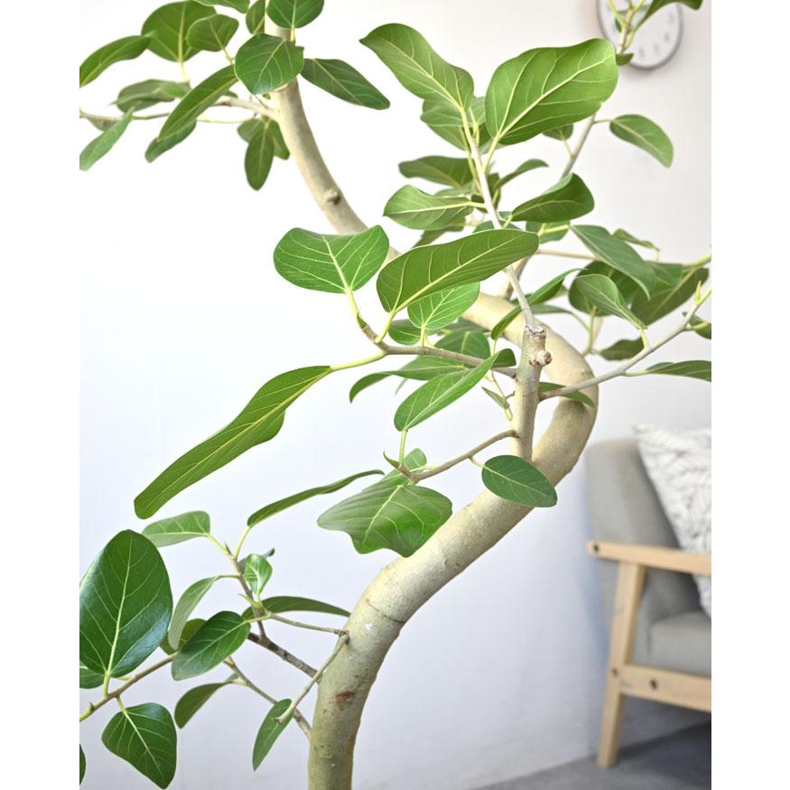 観葉植物 本物 フィカス・ベンガレンシス 10号鉢 ベンガルボダイジュ