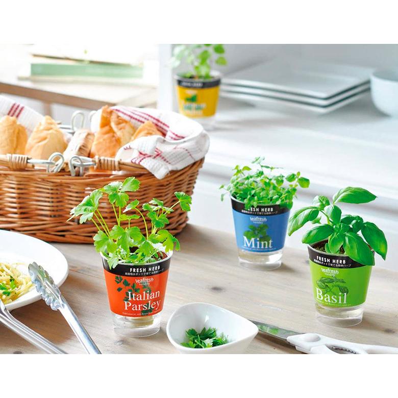 栽培セット 栽培キット 家庭菜園 GD-363 フレッシュハーブ 4種類から