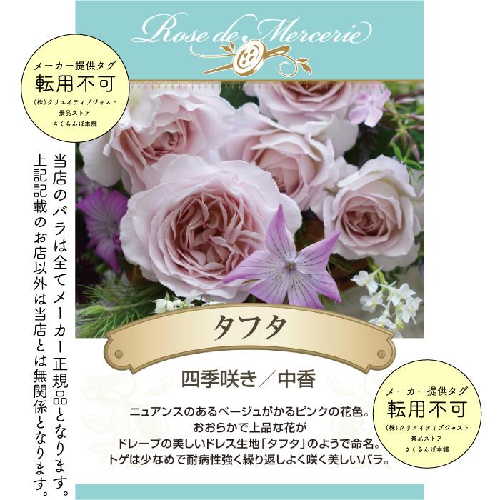 送料無料 タフタ 新苗4号鉢 新品種 鉢植え バラ 薔薇 河本バラ園