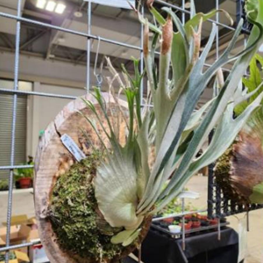 ベイチー ハイフィンガーTC P.Veitchii High finger TC 輸入株 一点物