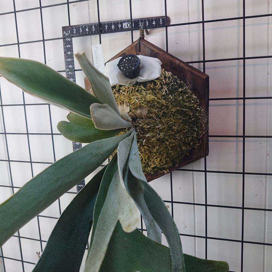 ベイチークイーンランド P.veitchii Queensland 一点物 検/ビカクシダ