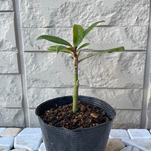 タイサンボク ケイパレス 苗木 3.5号ポット 挿し木苗 : エスフルール