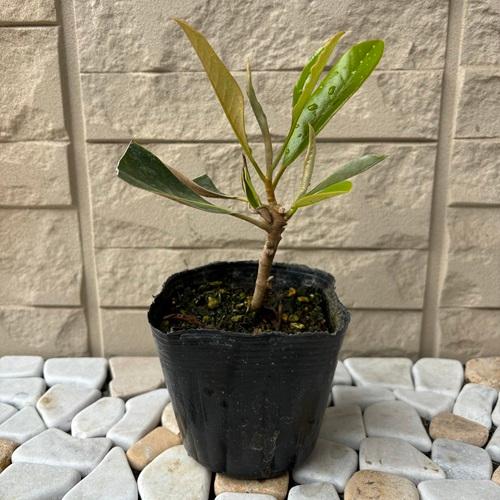 タイサンボク リトルジェム 3.5号ポット 挿し木苗 苗木 : エスフルール