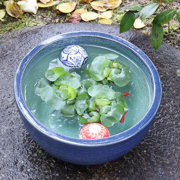 信楽焼 睡蓮鉢 メダカ鉢 おしゃれ めだか鉢 陶器 水鉢 ビオトープ