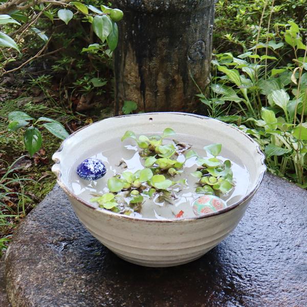 信楽焼 睡蓮鉢 メダカ鉢 おしゃれ めだか鉢 陶器 水鉢 ビオトープ