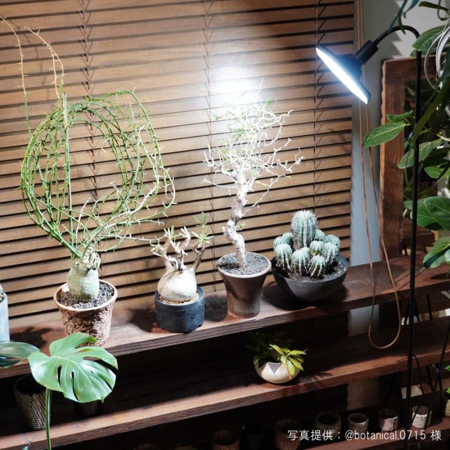 BARREL公式 植物育成 LEDパネルライト 【ROKI-Octagon-50W-BK/WH】ロキ