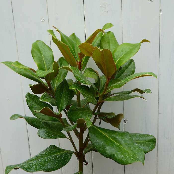 泰山木 タイサンボク 苗木 プラエコックス 樹高55cm 6号 矮性 四季咲き