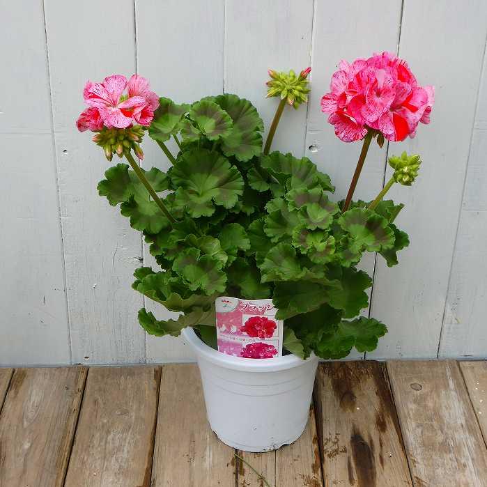 栄養系ゼラニウム 苗 ブラッシュ オレンジピンク モザイク模様 5号鉢