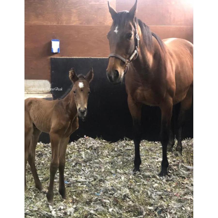 アーモンドアイ（9冠メモリアル） ぬいぐるみ Sサイズ アイドルホース