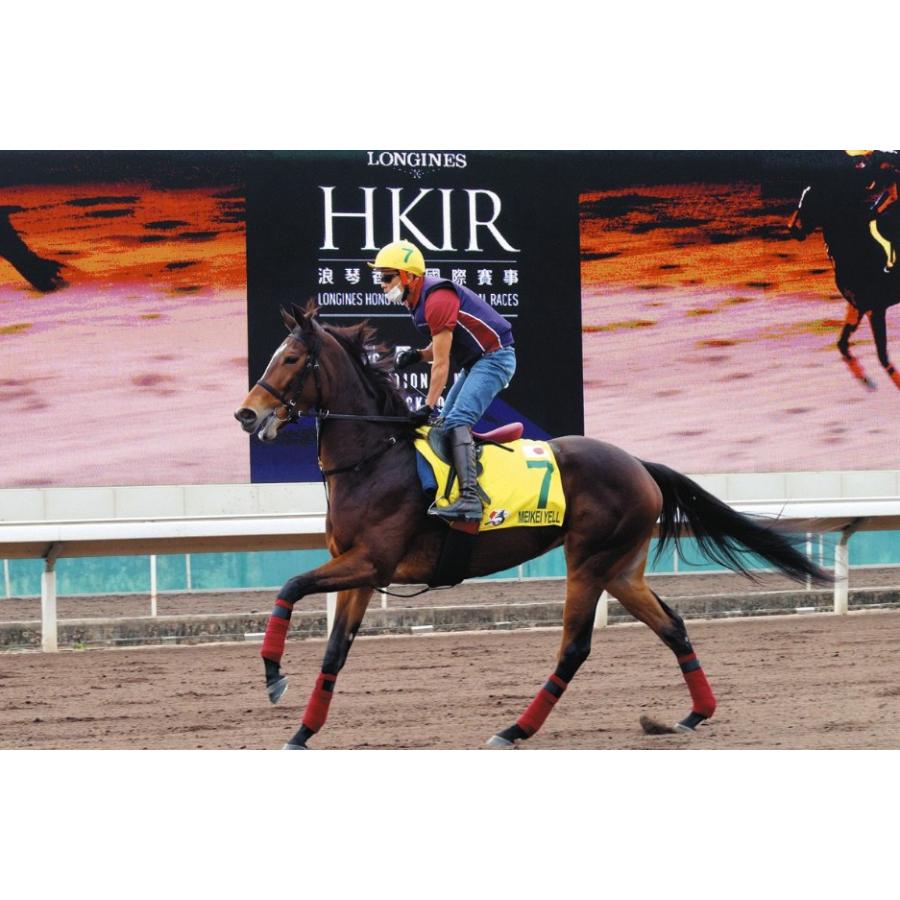 メイケイエール ぬいぐるみ Mサイズ 競馬 アイドルホース 22年京王杯