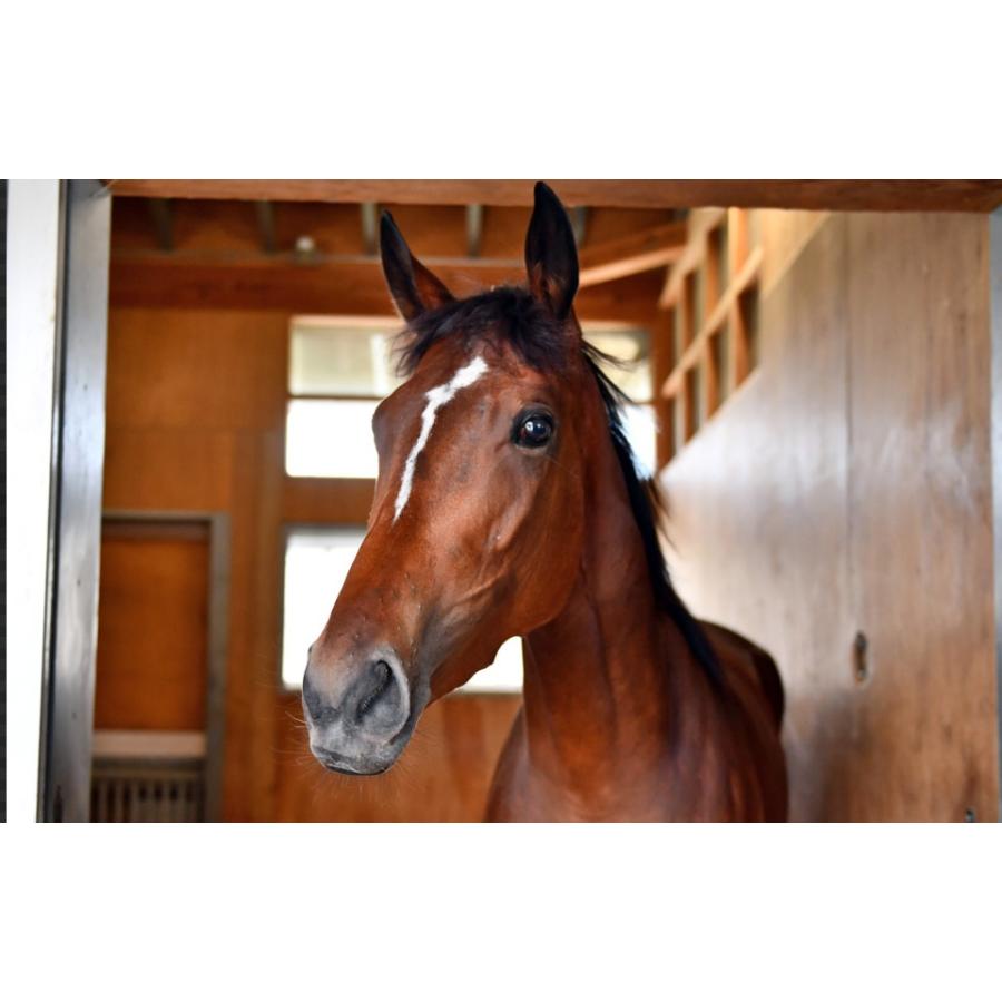 メイケイエール ぬいぐるみ Mサイズ 競馬 アイドルホース 22年京王杯