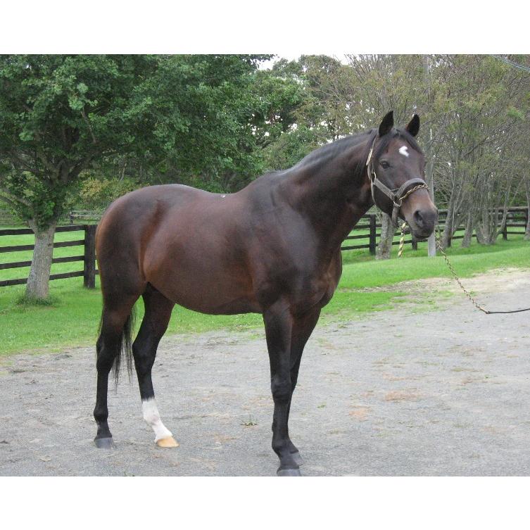 シンボリルドルフ ぬいぐるみ Sサイズ 競馬 アイドルホース 第51回日本