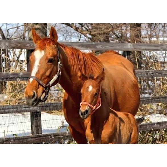 ダイワスカーレット ぬいぐるみ Mサイズ アイドルホース 第53回有馬