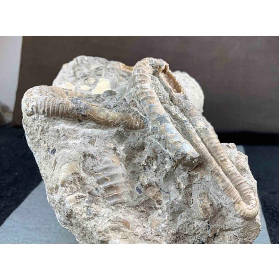 アンモナイト ディプロモセラス科群生/ポリプチコセラス 1489 : ラピス