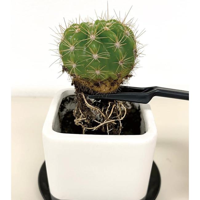 多肉植物 観葉植物 プランツ お手入れセット 5点セット サボテン 室内