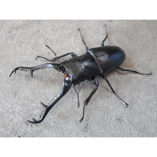 ギラファノコギリクワガタ 特大♂100mm〜ペア フローレス産 : SUNAUTO