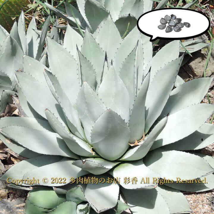 アガベ 吉祥天 大株 アガベ パリー 吉祥天 大株 地植え大丈夫です