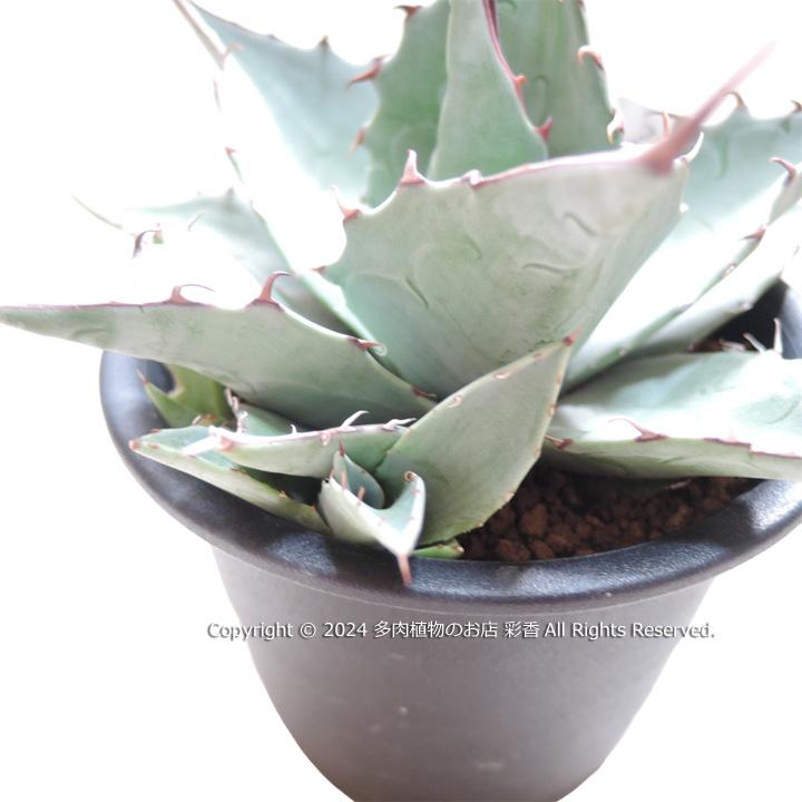 アガベ パラサナ : 多肉植物のお店 彩香 Yahoo!店 - 通販 - Yahoo