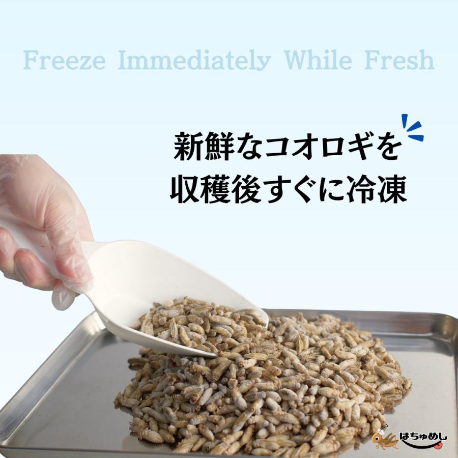 送料無料 国産冷凍コオロギ】選べるサイズ 2カップ 詰め合わせ はちゅ