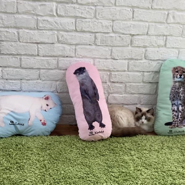 xyz ヘチャン クッション xyz ヘチャン クッション xyz ヘチャン