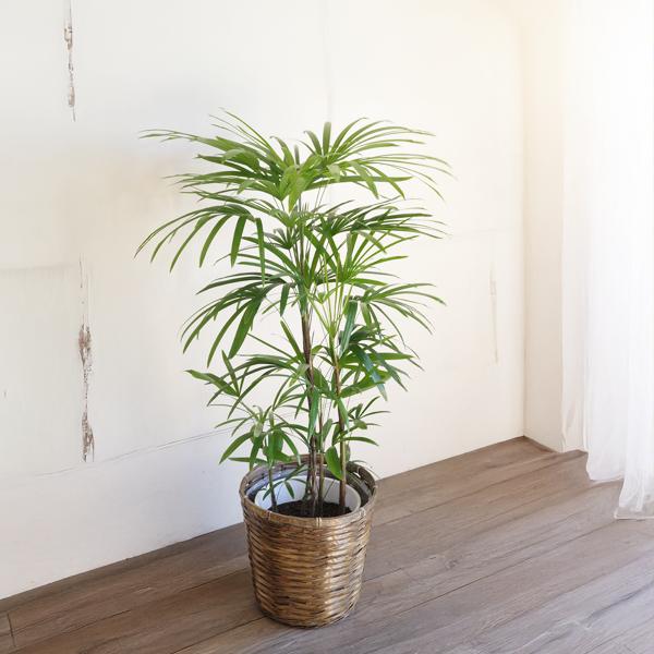 棕櫚竹 シュロチク 鉢カバー付 寒さに強い 観葉植物 送料無料 中型