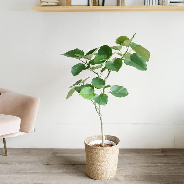 フィカス ウンベラータ やわらかいカゴ付 送料無料 観葉植物 中型 大型