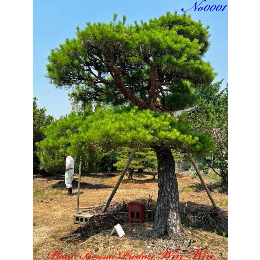 植木 美景美観 赤松(赤マツ)の大樹 No1 : PLANT・BONSAI・Produce・WIN