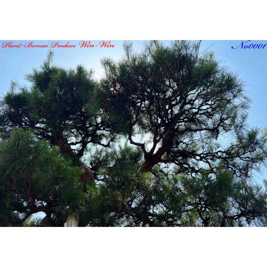 植木 美景美観 赤松(赤マツ)の大樹 No1 : PLANT・BONSAI・Produce・WIN