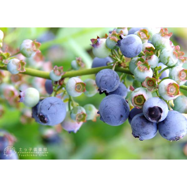 ブルーベリー苗 3.5号ポット50本セット① greenglass_s-blueberry2