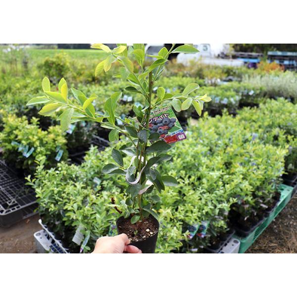 ブルーベリー 『 ラビットアイ系 』 （ 2年生 ） 3.5号ポット苗 【 2個