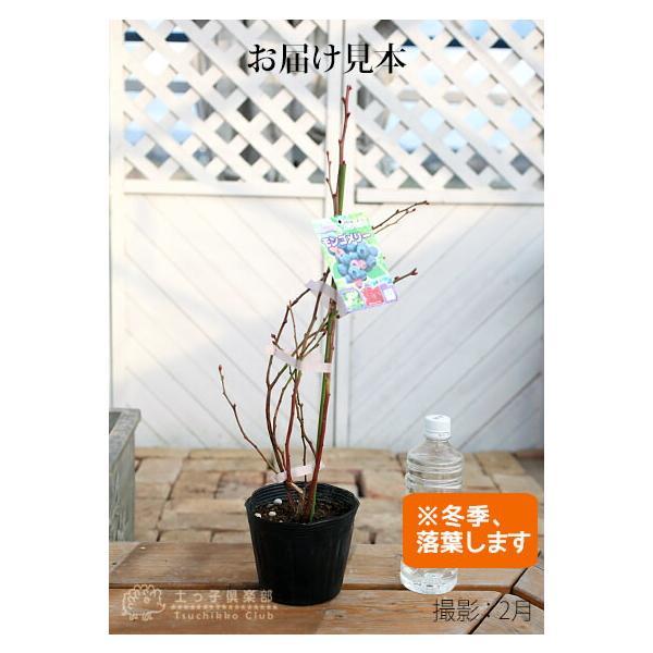 ブルーベリー 苗木 （ 3年生 ） 4.5号ポット苗 【 送料無料 】 2個