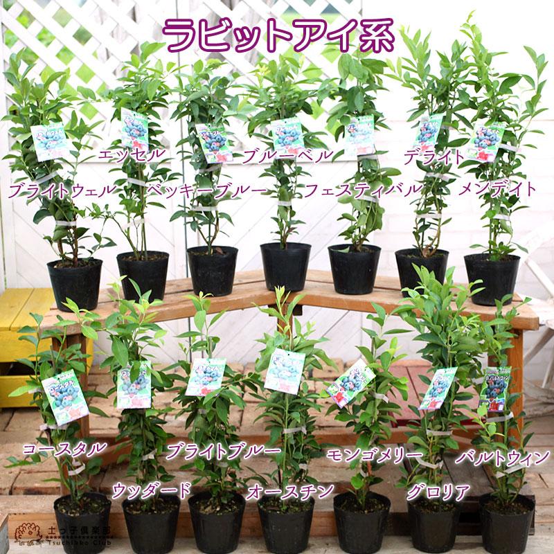 ブルーベリー 苗木 （ 3年生 ） 4.5号ポット苗 【 選べる品種 】 爆買