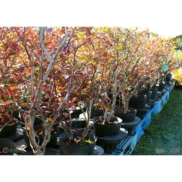 ブルーベリー （ 5年生 ） 7号ポット苗木 大苗 【 選べる品種 】（全20