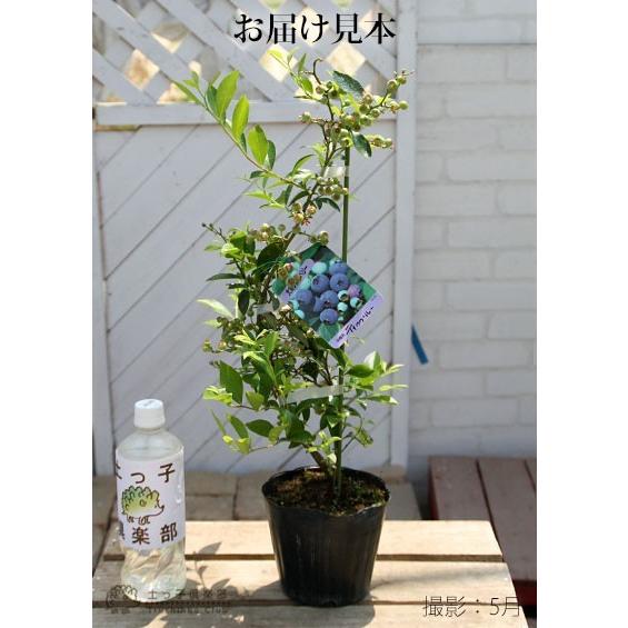 ブルーベリー 『 ティフブルー 』 3年生 13.5cmポット苗 爆買 土っ子